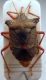 Pentatoma rufipes (Linnaeus, 1758)-Civita 94.JPG