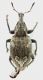 Graptus_Roma_Parco_Aniene_1-II-2014_8mm-6,7mm_grey.jpg