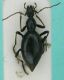 morfospecie 20.JPG