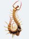 23_insecte-scolopandre.jpg