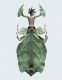 23_insectphasme.jpg