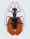 23_insectpunaise.jpg