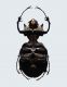 23_insectscarab.jpg