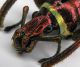 Polycates sp.- Mindanao Mt. Parker-Rostro.JPG