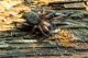 _DSC0311-entomolo.jpg