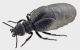 Meloe tuccius3_4 rid.jpg
