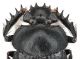 Scarabaeus_head_from Alamty Kazakhstan.jpg