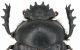 Scarabaeus_head_from NO Iran.jpg