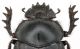 Scarabaeus_head_from Madras India.jpg