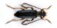 Alosterna ingrica_male.jpg
