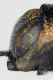 Agrilus sp.jpg