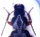 P. hispanus.jpg