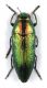 Buprestidae_AR_01.jpg
