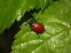 Chrysomela sp (7).JPG