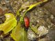 Chrysomela sp (9).JPG