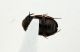 morfospecie 134 (2).JPG
