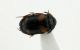morfospecie 134 (1).JPG