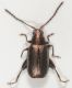 Phyllotreta-procera-up.jpg