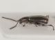 Phyllotreta-procera-lateral.jpg