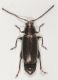 Phyllotreta-procera-up-female.jpg