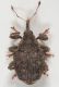 Parethelcus-pollinarius-up.jpg