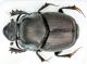 Onthophagus illyricus.jpg