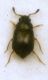 Proteinus atomarius Erichson, 1840.jpg