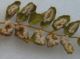 gal acar legum crop.jpg