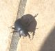 scarab1.JPG