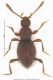 scydmaenus_rufus_whab.jpg