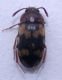Mycetophagus sp. b.jpg