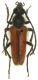 V.hirsuta2-PT.jpg