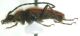 V.hirsuta1-PT.jpg