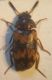 Mycetophagus 009 A.jpg