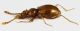 Scydmaenus_Maccarese_24-II-2014_m2_grey.jpg