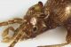 Scydmaenus_Maccarese_24-II-2014_m3b_grey.jpg