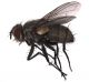 Tachinidae_Zaira_da II_C_morbillosus_sfarf27_IV_2009.jpg
