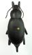 Blaps tichyi m 01.jpg