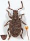 Pseudomeiraobscurella_Castelfusano.jpg