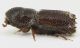 Scolytinae_Martignano_grey.jpg