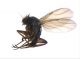 Coinquilini_Carabus_morbillosus_adulto_sfarf9_V_2009.jpg