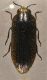 acmaeodera.jpg