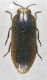 acmaeodera.jpg