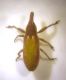 Lixus Populonia 002 copia.jpg