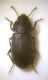 Gonocephalum sp.jpg