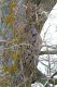 IMG_7818-quercia.jpg