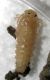 pupa 2.jpg