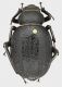 Pimelia_Tunisia_Metlaoui_Oued_Magroun_31-III-1988_27mm_grey.jpg