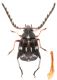 Bruchidius-meleagrinus-UP.jpg