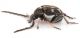 Bruchidius-meleagrinus-lateral.jpg